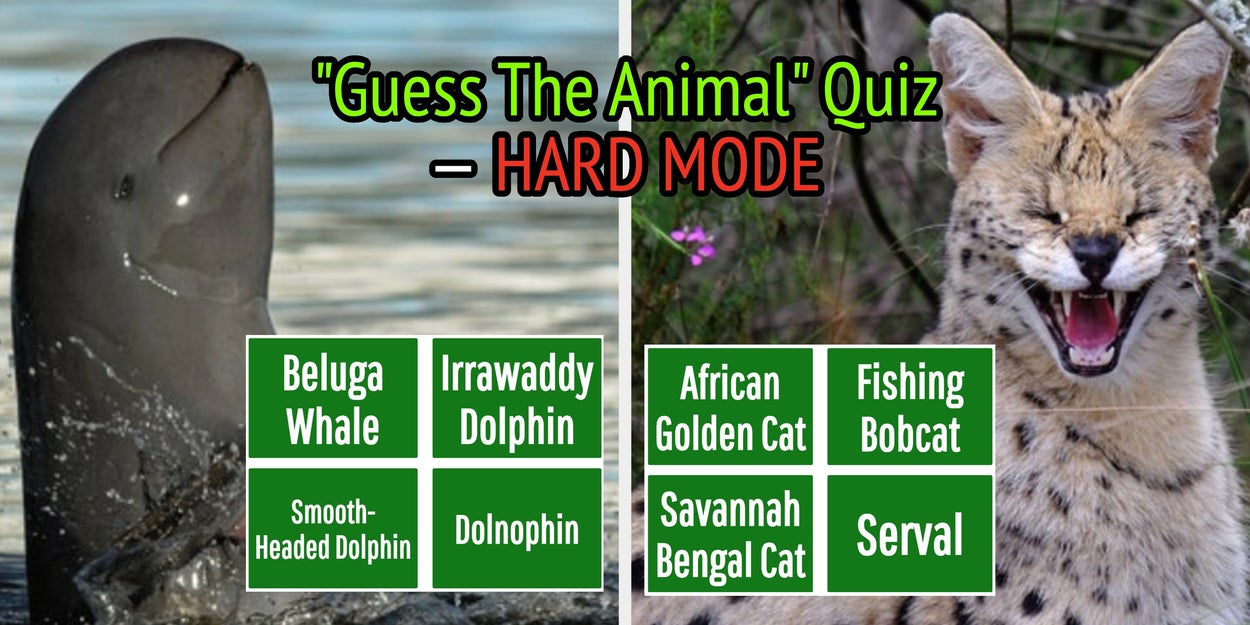 The Average Person Has No Idea What These 26 Animals Are