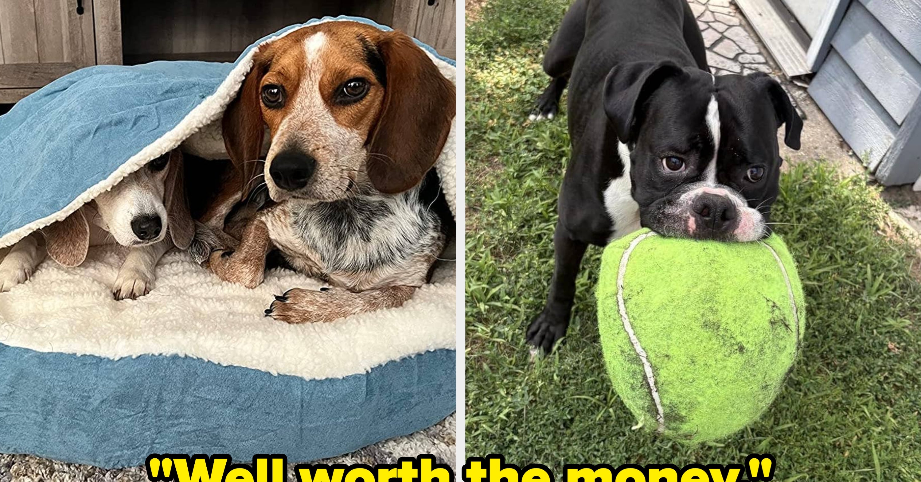 These 29 Products Are The Best Gifts For Your Dog Because Reviewers Say They’re Worth The Money