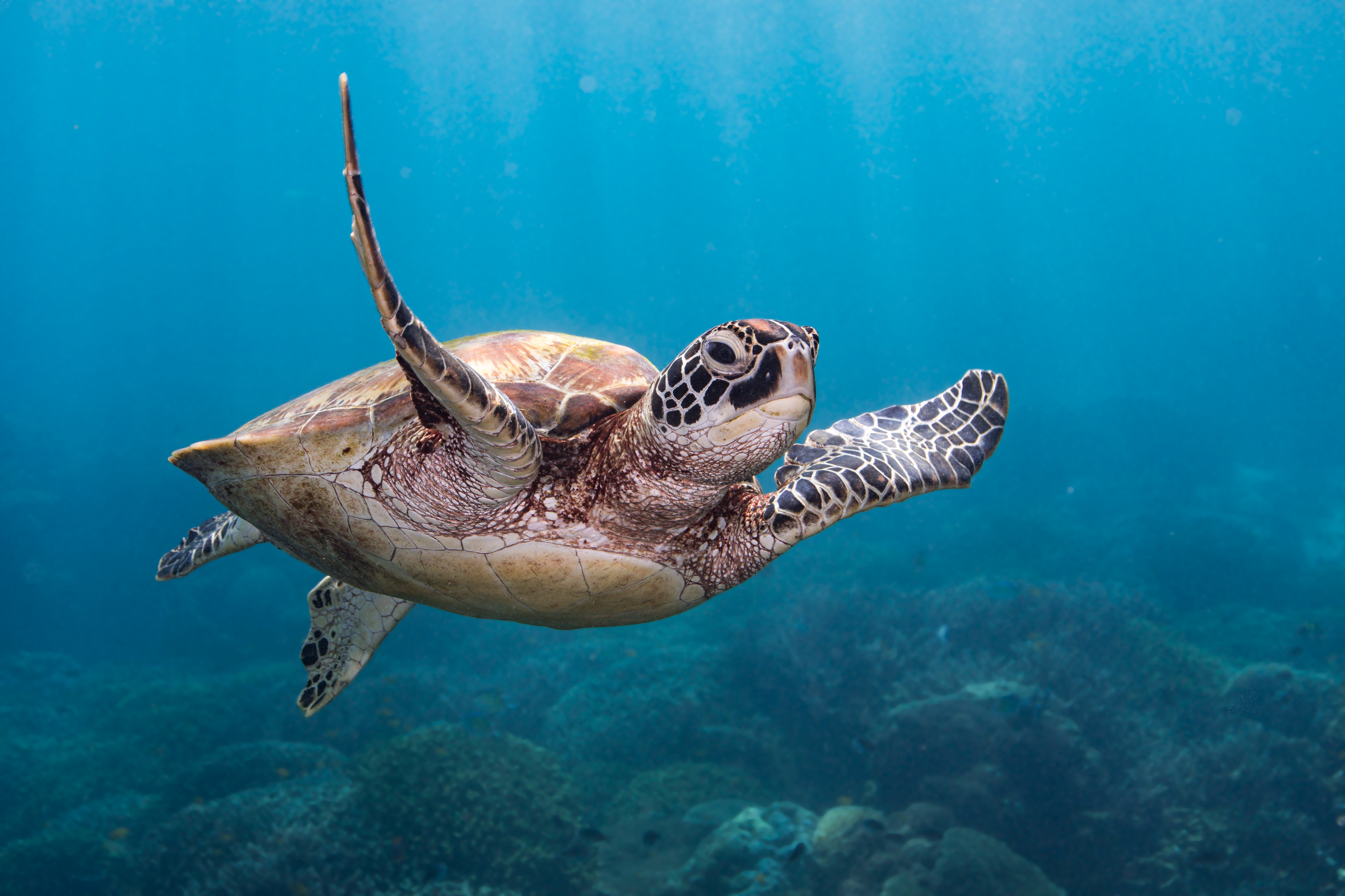A oversea turtle gracefully swims underwater, extending its flippers and gliding supra a coral reef
