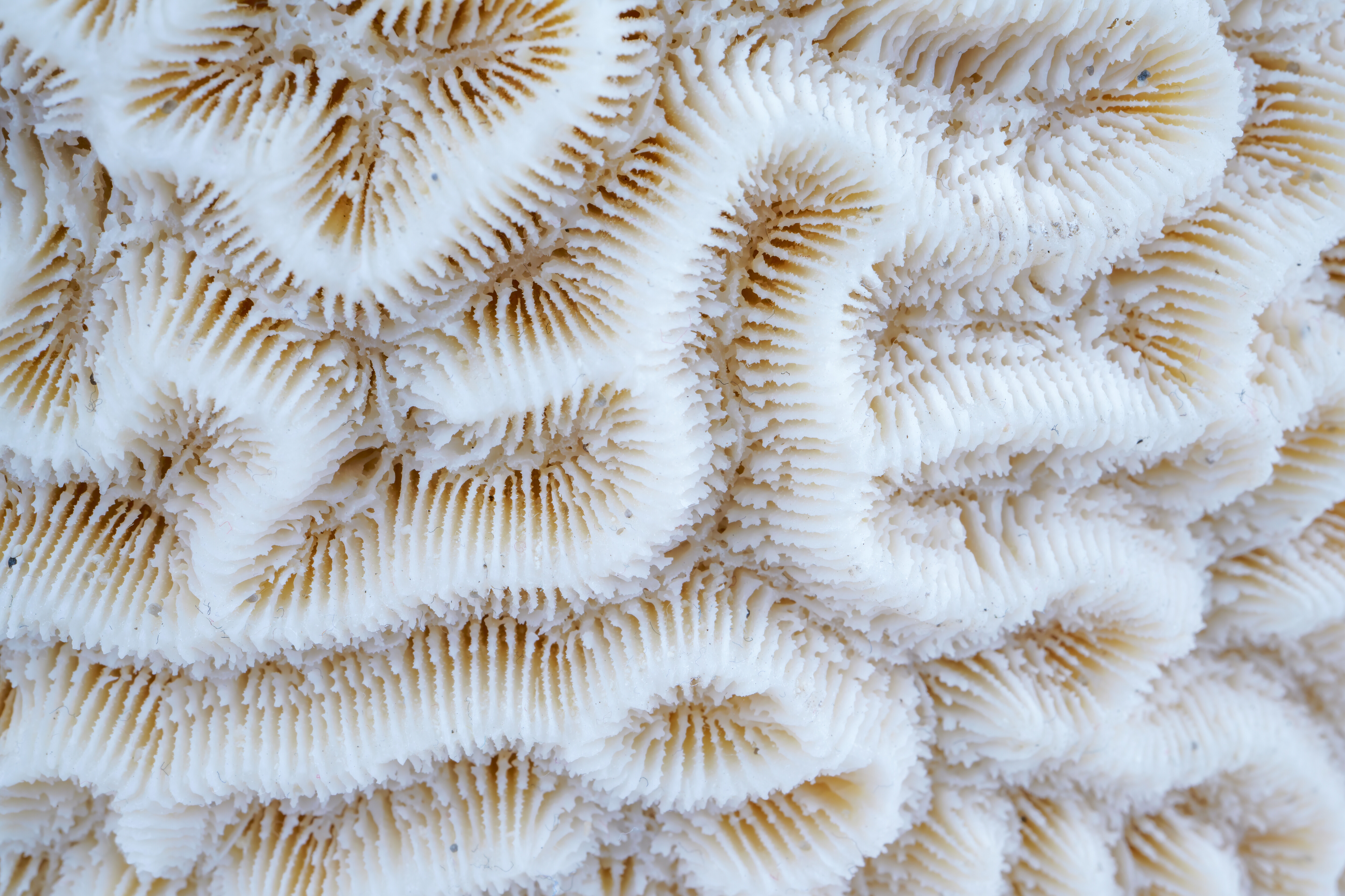 Close-up representation of intricate, textured coral with wavy, ribbed patterns, resembling earthy creation forms