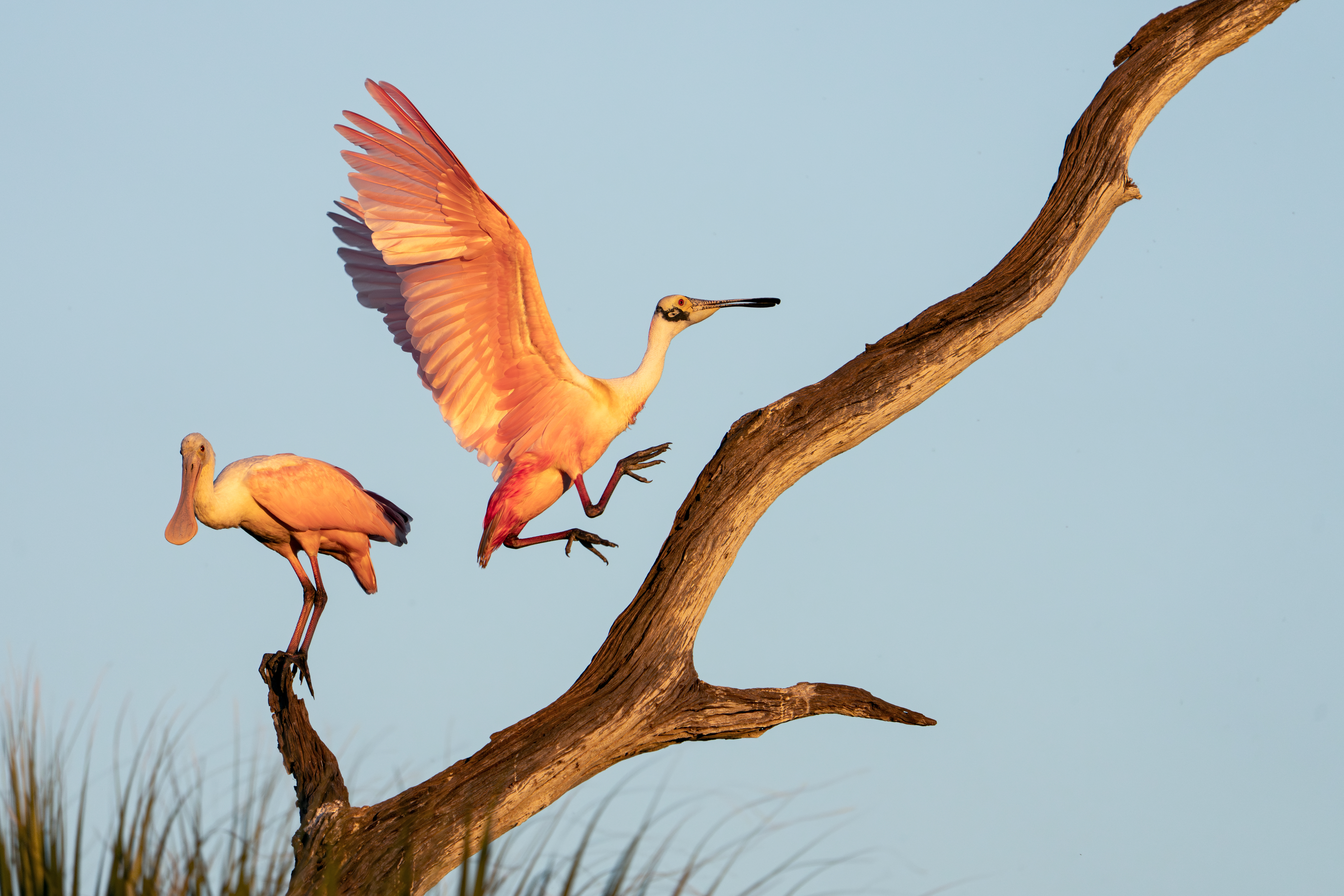 Two spoonbills connected a histrion branch; 1 perched, the different successful mid-flight, wings dispersed wide against the sky