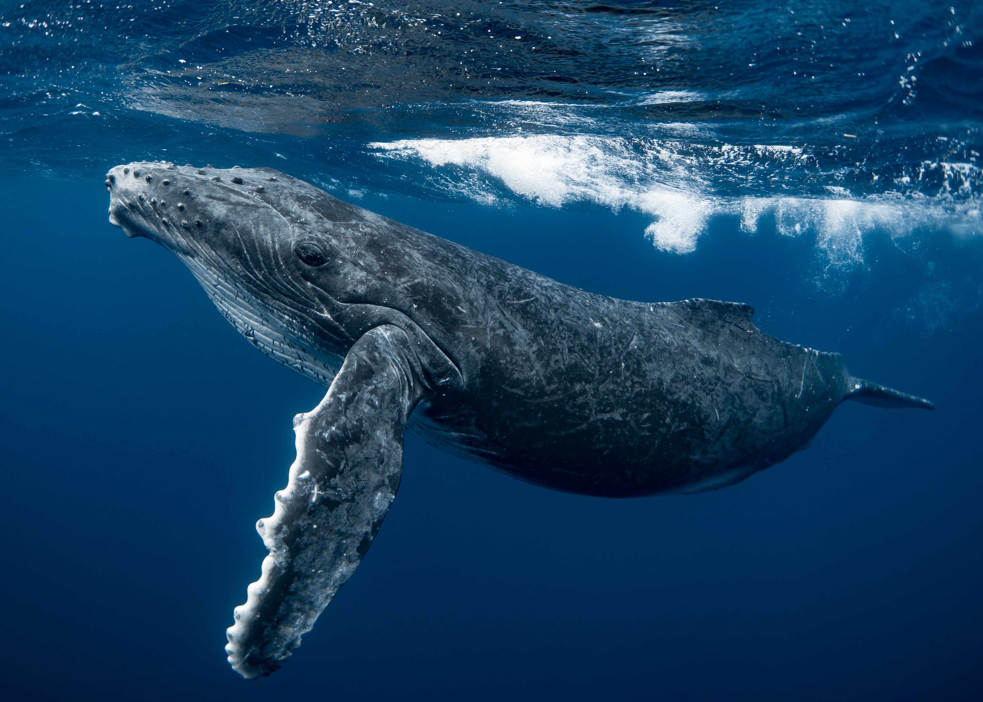 A ample humpback whale swims gracefully successful the ocean, its fin extended, beneath the aboveground waves