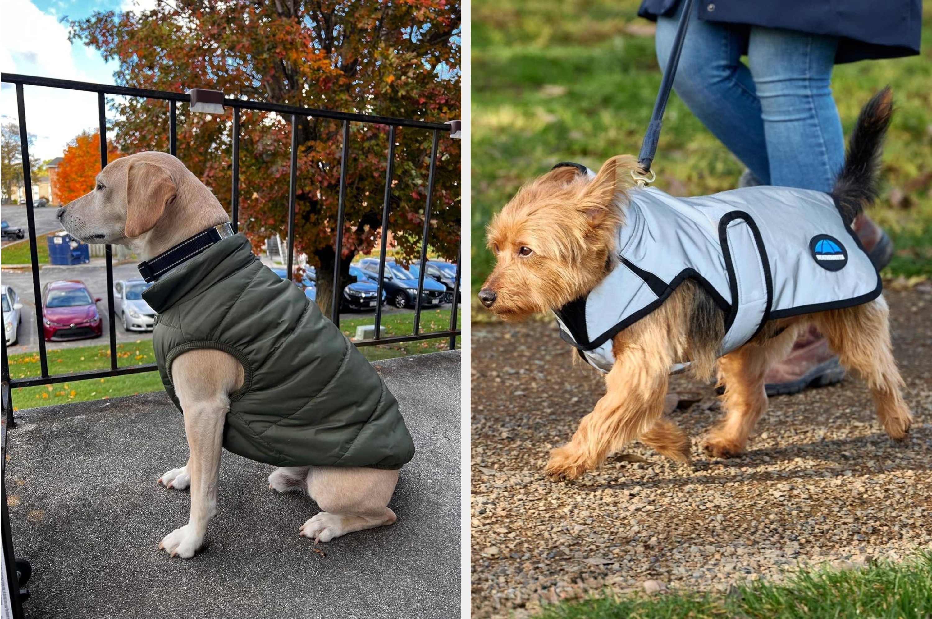 Two dogs wearing coats; one sits on a porch in a plaid coat, the other walks on a path in a light vest