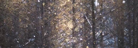 美瑛町で撮影されたダイヤモンドダスト / 坪井智洋さんのXアカウント（@donchan1101）より