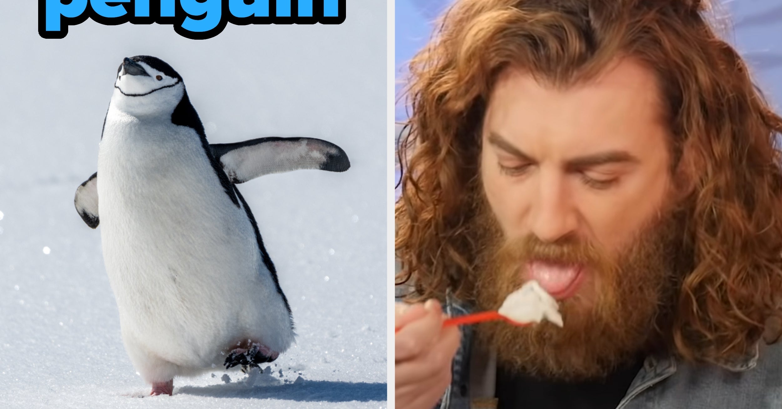 Which Winter Animal Is Your 100% Personality Match? Order A Dairy Queen Feast To Find Out