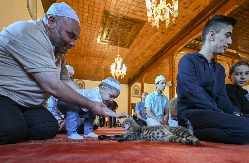 En gruppe mennesker i en moske samhandler forsiktig med en katt på teppet under en bønnestund. Et barn strekker seg ut til katten