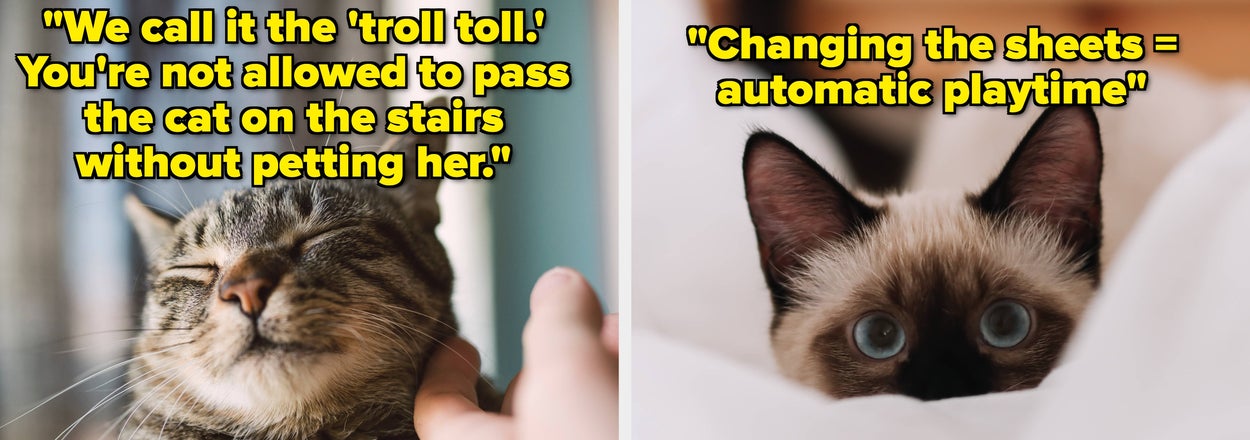 Cat Parents Are Revealing The Ridiculous Household "Rules" Their Feline Overlords Have Established, And I Honestly Respect Their Demands