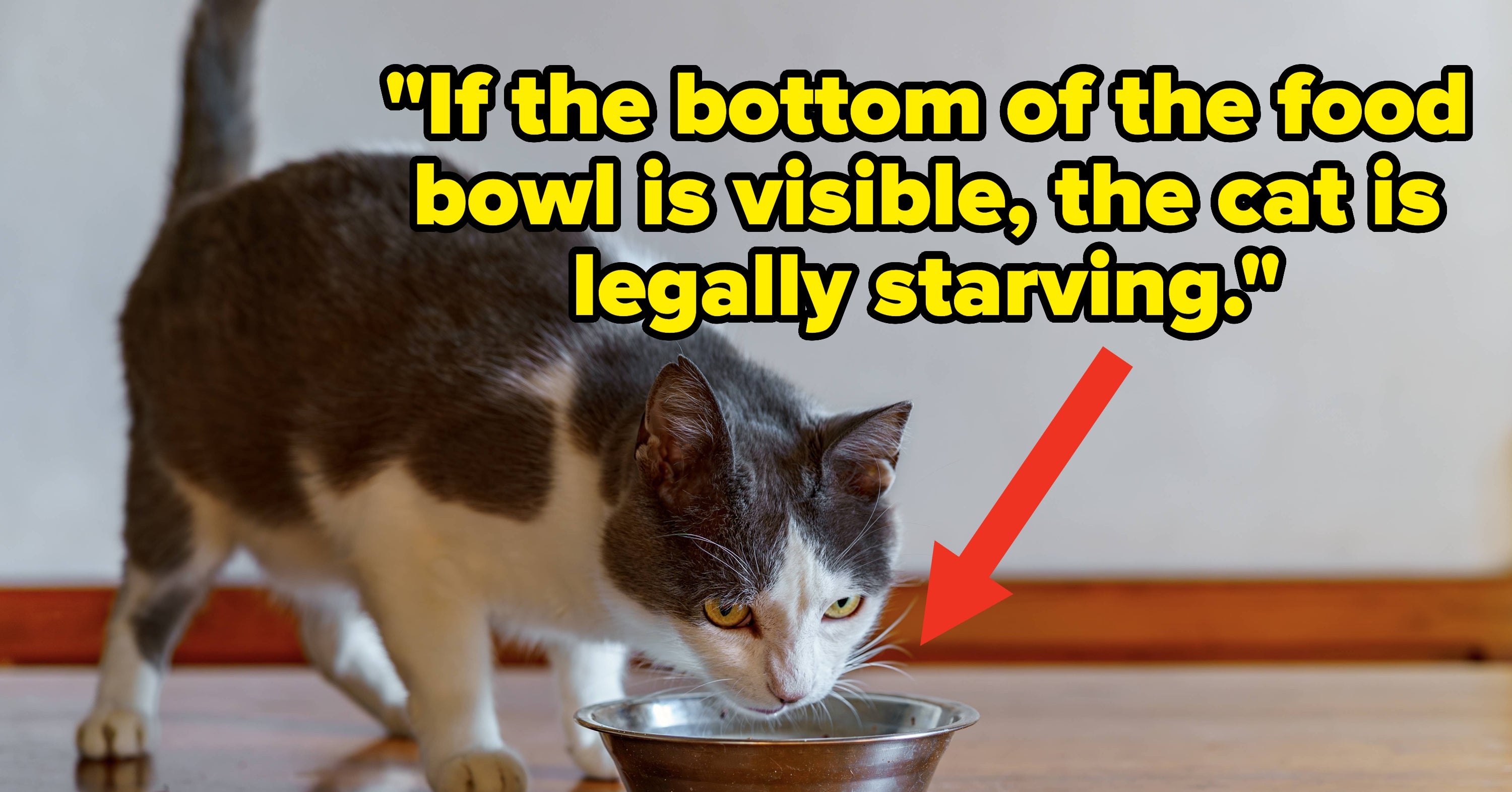 Cat Owners Are Sharing The Silliest “Rules” Their Cats Enforce On The Household, And It's Too Real