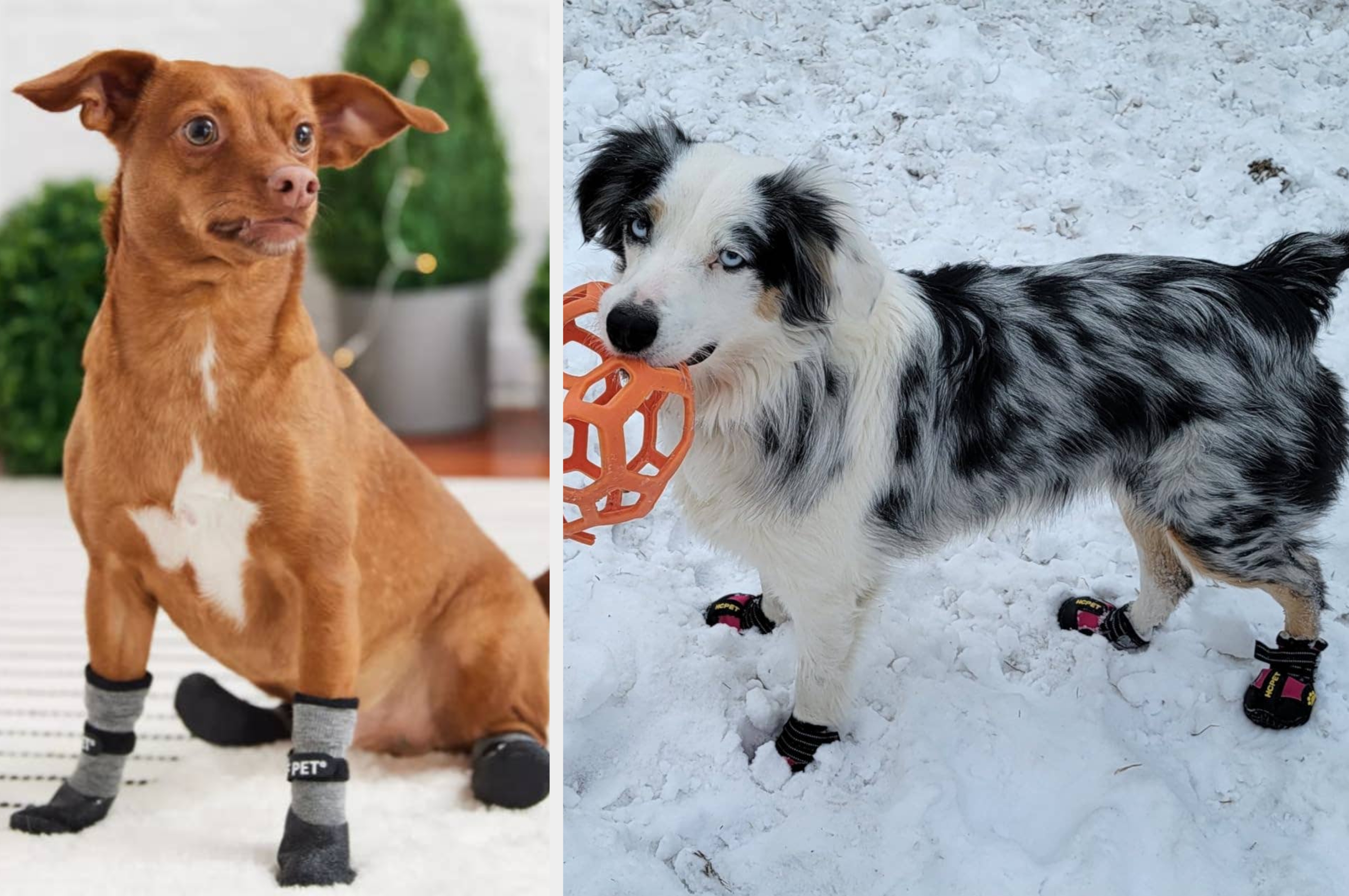 Two dogs wearing protective boots: one in snow, holding an orange toy, another on a hard surface with a black scarf displaying "CANA."