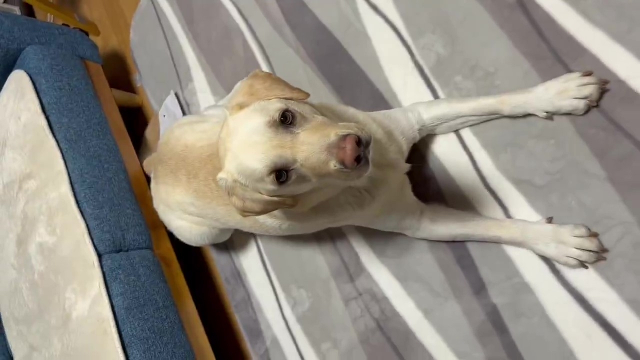 ソファから降りてきたエルくん（タレ目ラブさんのXアカウント）