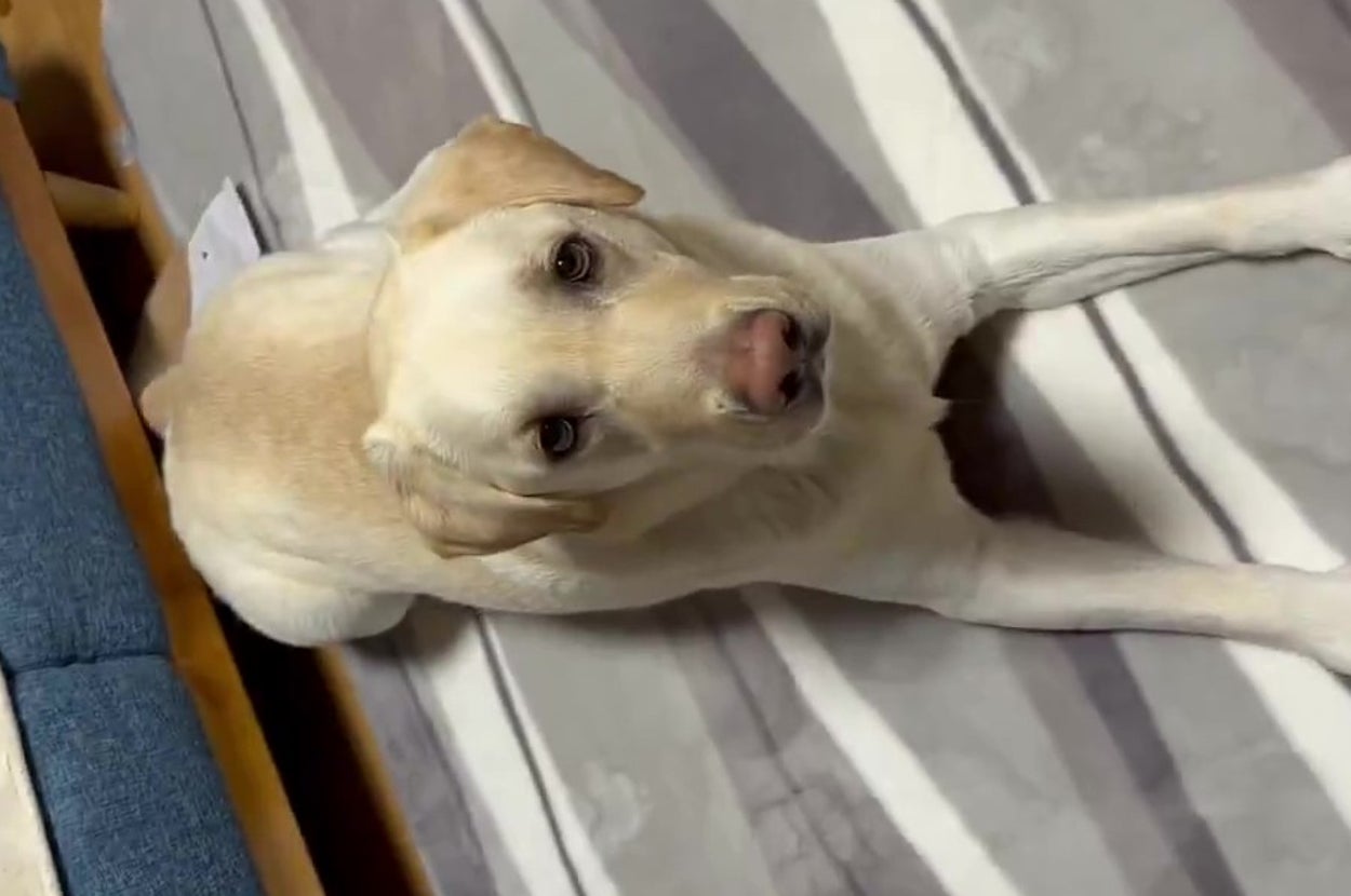 ソファから降りてきたエルくん（タレ目ラブさんのXアカウント）