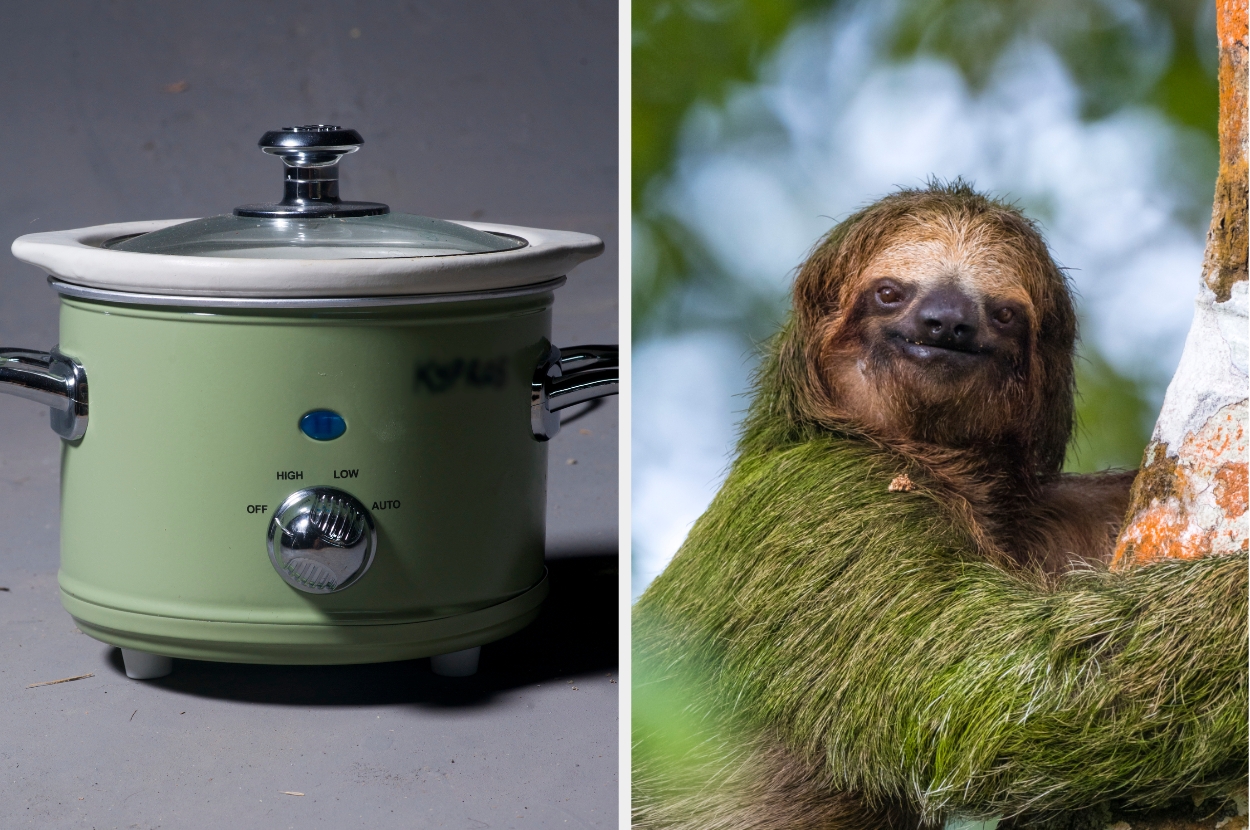 A slow cooker is beside a tree-hugging sloth, appearing relaxed and content