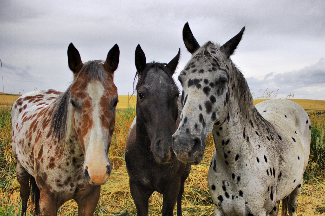 Three horses standing close together in a field, with varying spot patterns on their coats