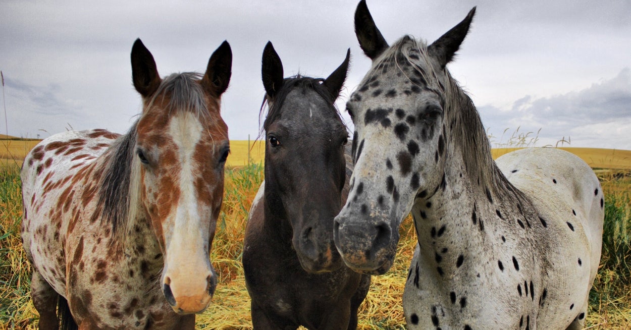 The Most Important Thing You'll Do All Day, Neigh, This YEAR, Is Determine Your Inner Horse Breed