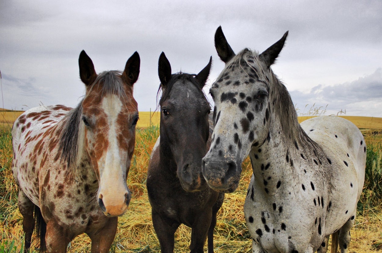 Three horses standing close together in a field, with varying spot patterns on their coats