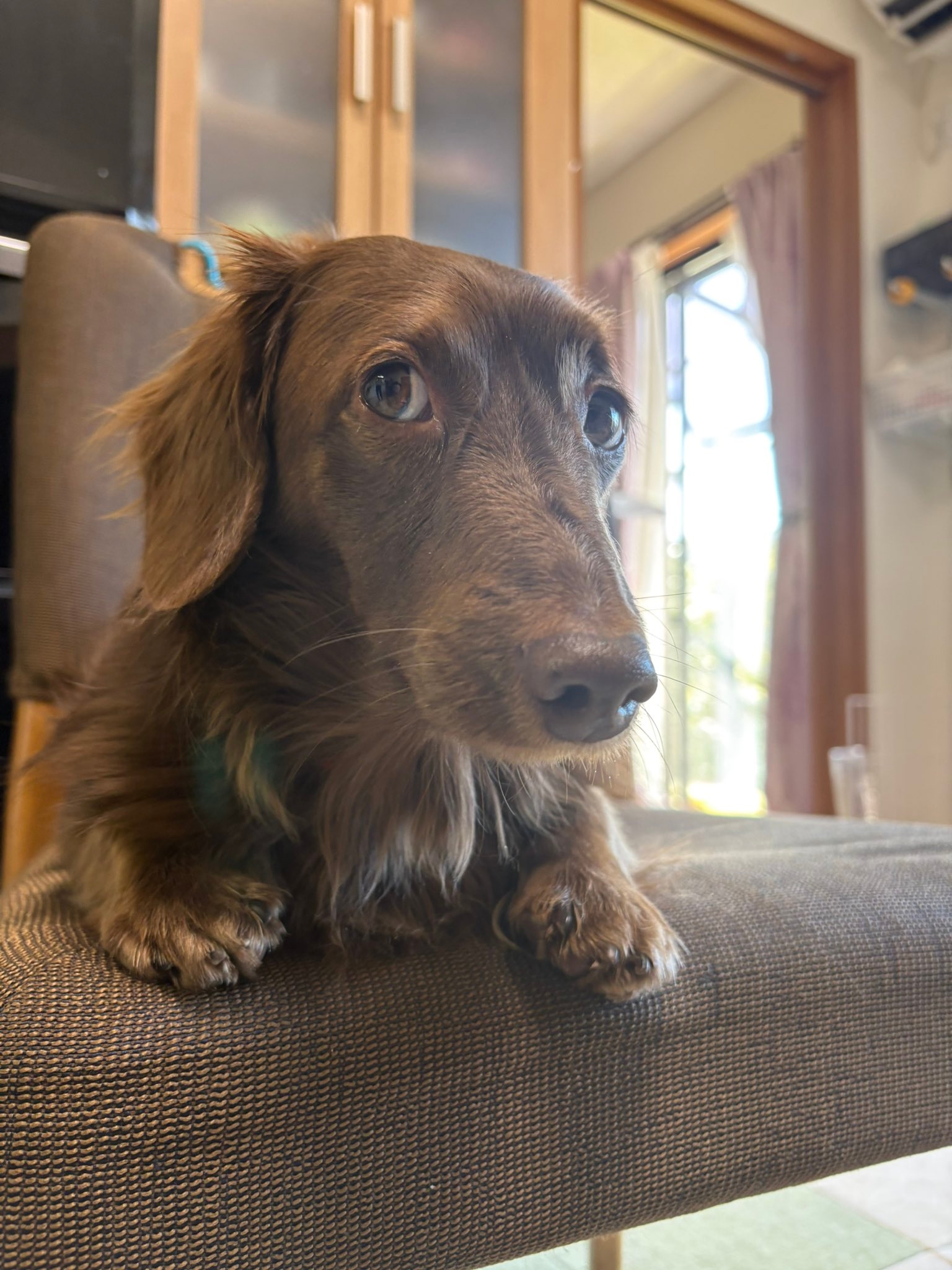 レオくん / ほたるさんのXアカウント（@tukinorimi）より