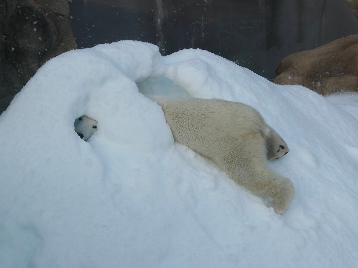 穴から顔を出すホッキョクグマのゆめ / 神戸市立王子動物園のX（@kobeojizoo）より