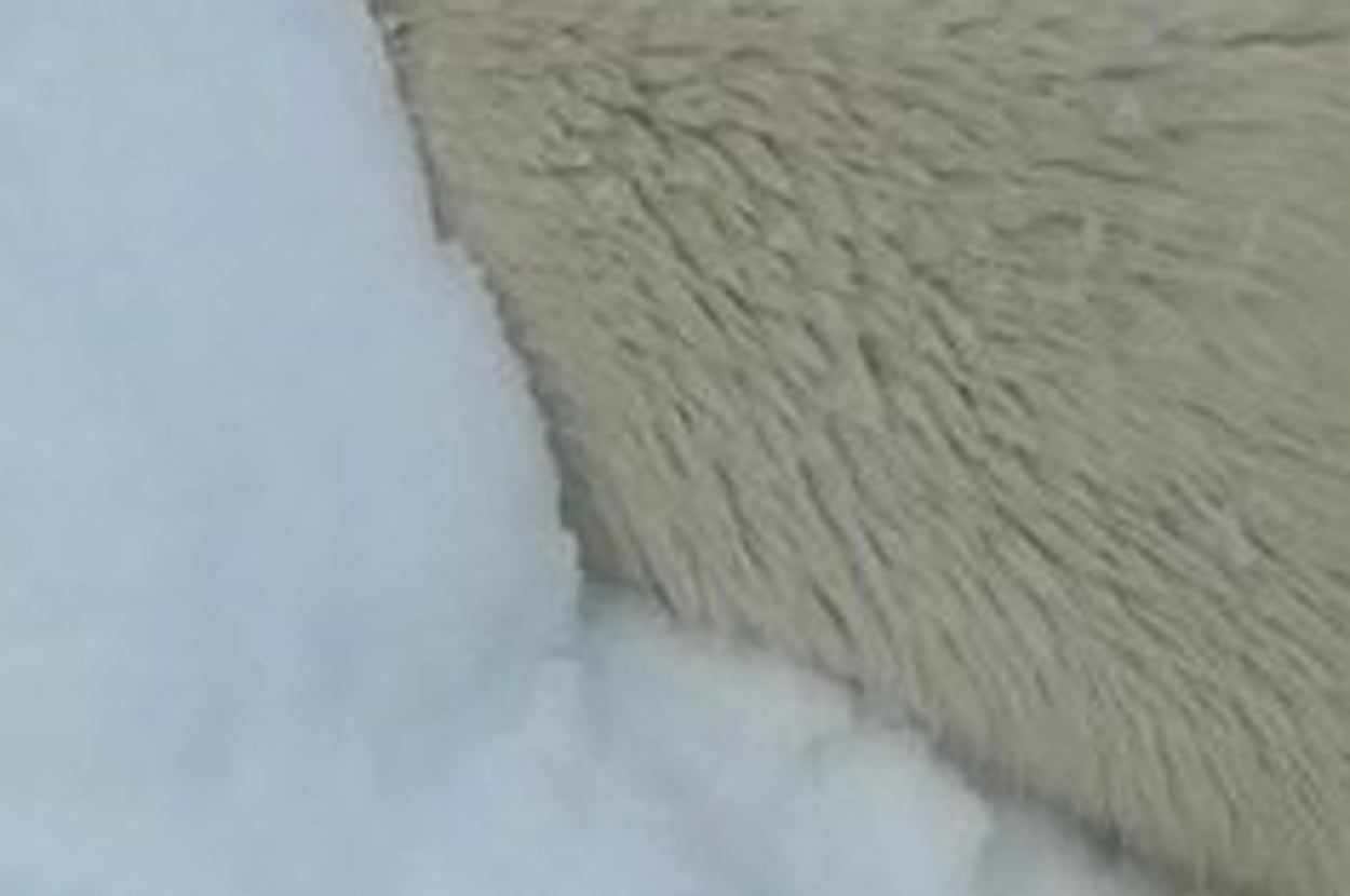 穴から顔を出すホッキョクグマのゆめ / 神戸市立王子動物園のX（@kobeojizoo）より