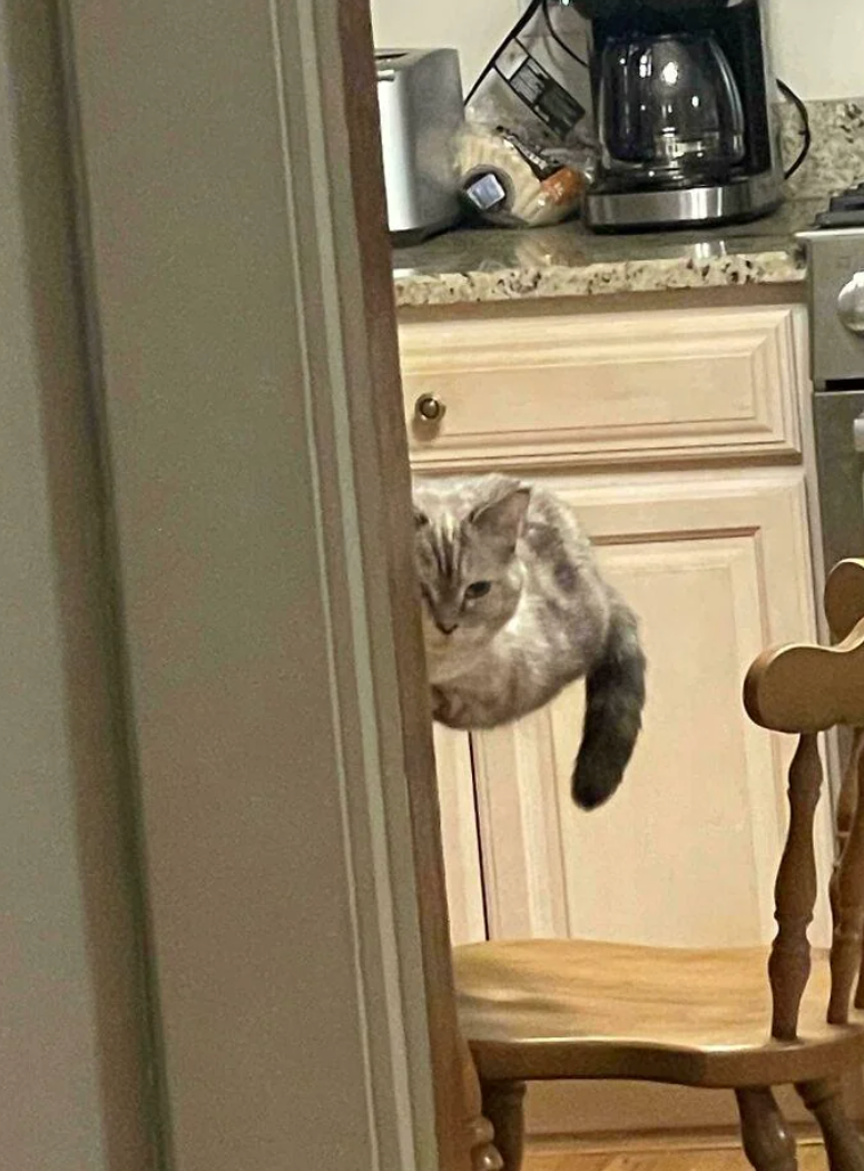 Cat peeking astir   a doorway  from a kitchen, sitting connected  a chair. Kitchen countertop and java  shaper  disposable   successful  the background