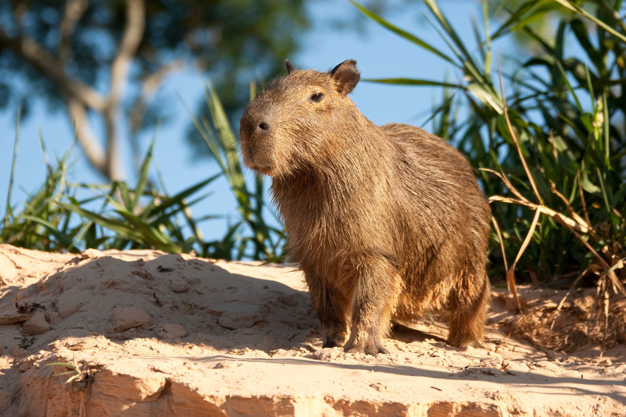 Capybara lasting  connected  sandy terrain with plants successful  the background