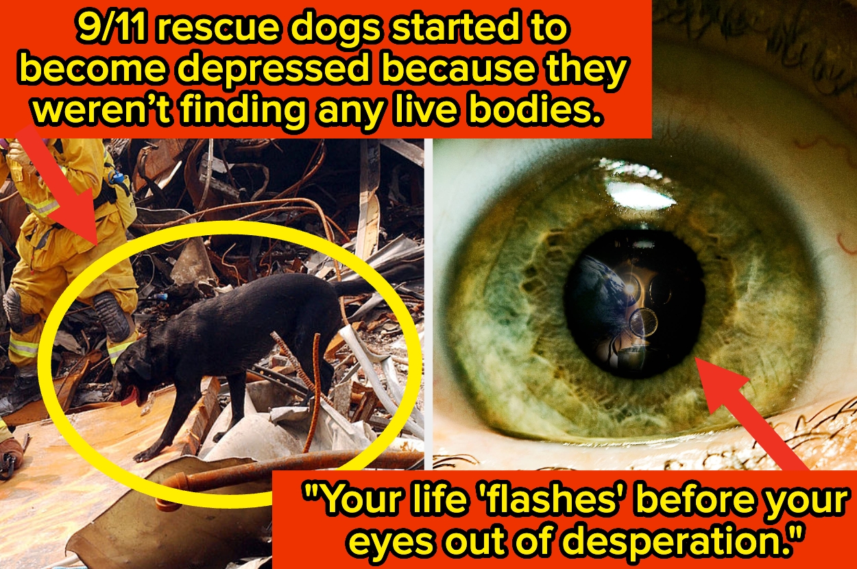 A rescue dog at a 9/11 site looks through debris. An eye with reflections is shown. Text discusses rescue dogs' emotions and desperation during 9/11