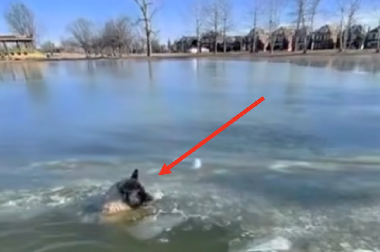 氷が張った湖で、犬が水中にいて泳ごうとしている様子。背景に木々と建物が見える。