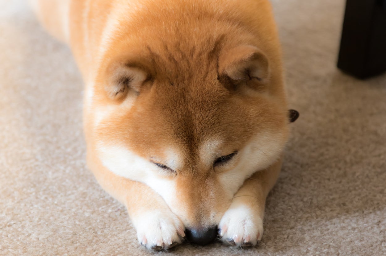 伏せた柴犬のイメージ（Getty Images）