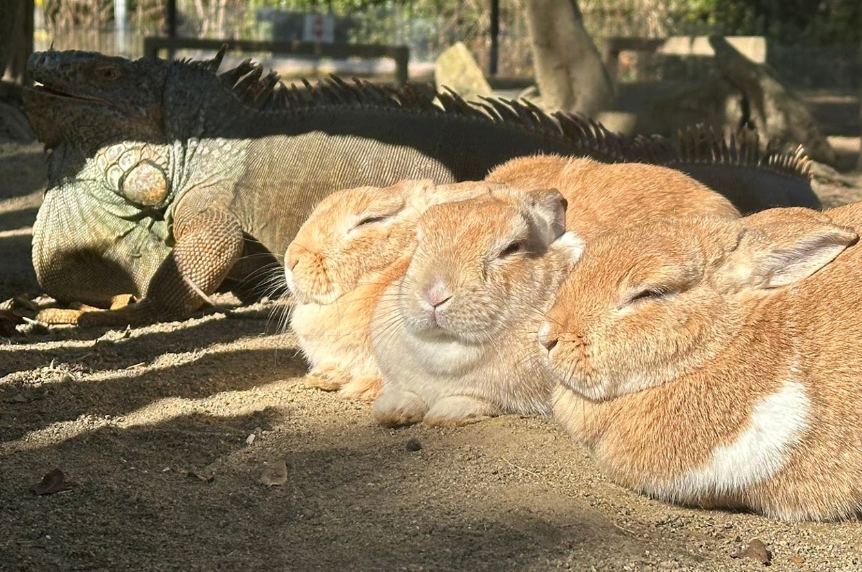 日光浴をするウサギ（？）たち（長崎バイオパーク公式のXアカウントより）