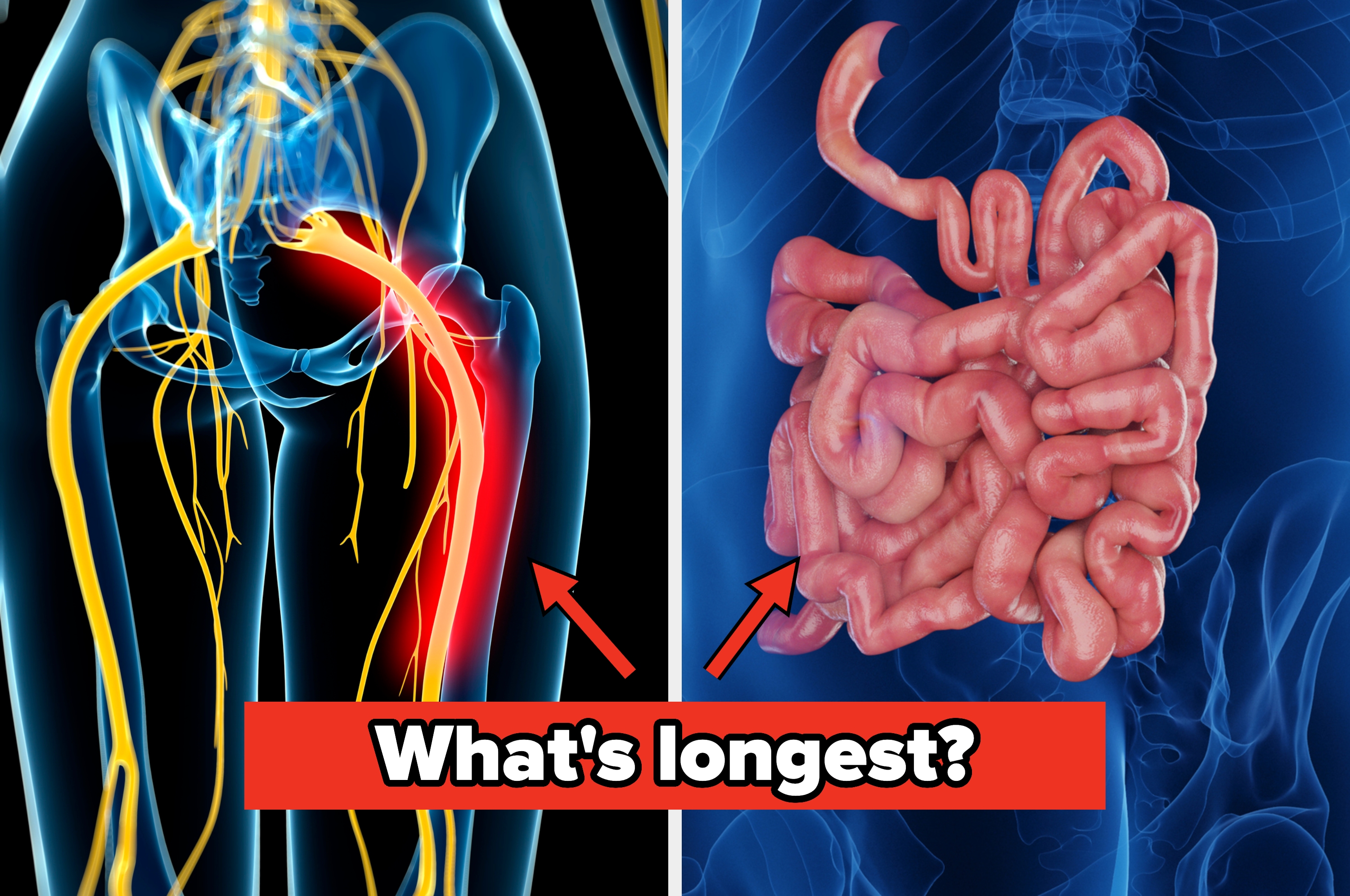 Illustration comparing the sciatic nerve and small intestine with text asking "What's longest?"