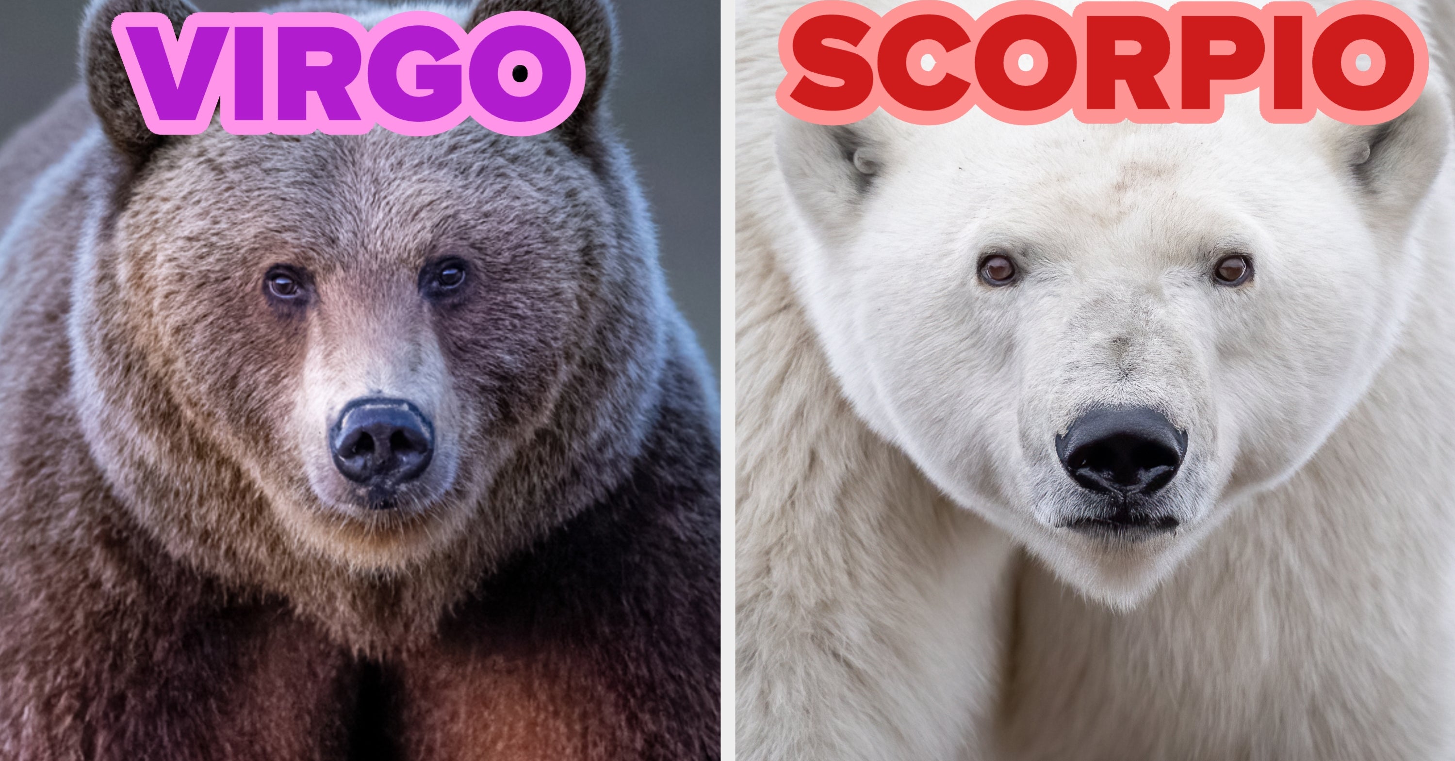 Choose Which Animals You Vibe With And I'll Guess Your Zodiac Sign