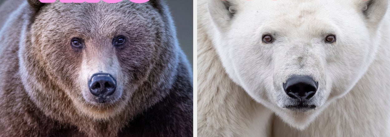 Randomly Pick 9 Animals And We'll Accurately Guess Your Zodiac Sign