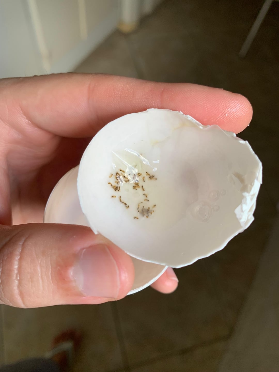 Hand holding breached  eggshell with tiny  ants inside