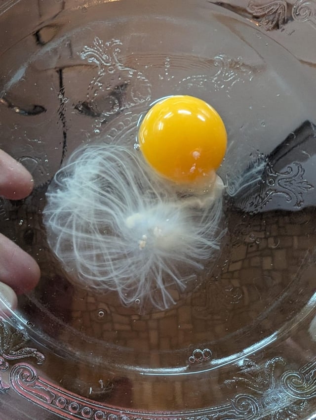 A cracked ovum  successful  a solid  dish, showing a vibrant yolk and swirling translucent albumen