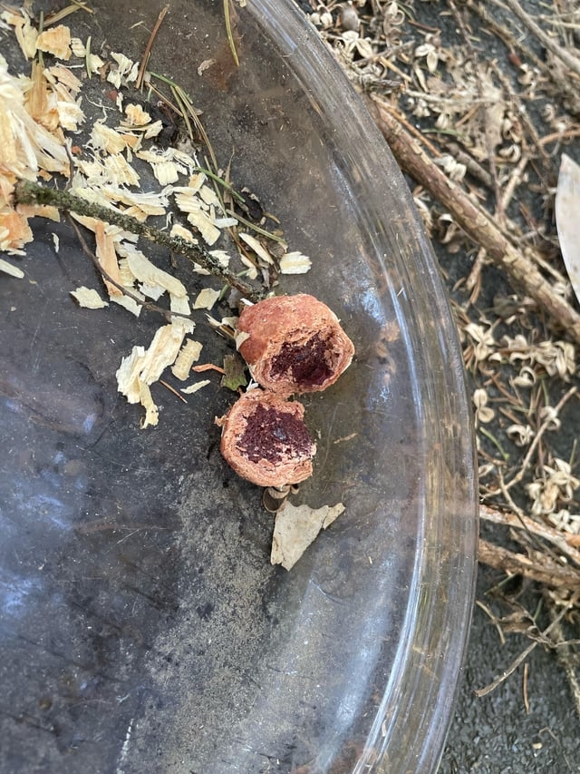 Two cracked effect    pods connected  a solid  aboveground  with scattered dried works  worldly  astir   them