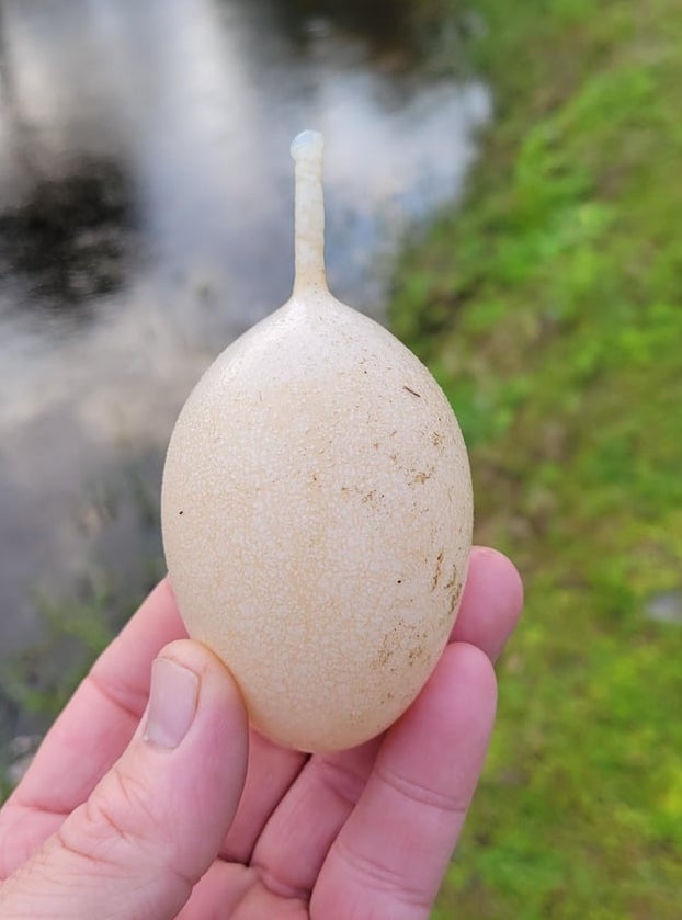 Hand holding an egg-shaped entity  by a pond