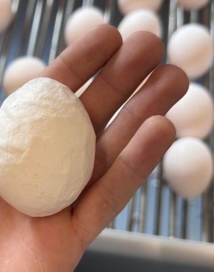 Person holding a rough, misshapen ovum  supra  azygous   eggs connected  a processing line