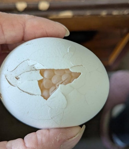 Cracked ovum  with a triangle-shaped hole, showing the interior  membrane, held successful  a person's hand