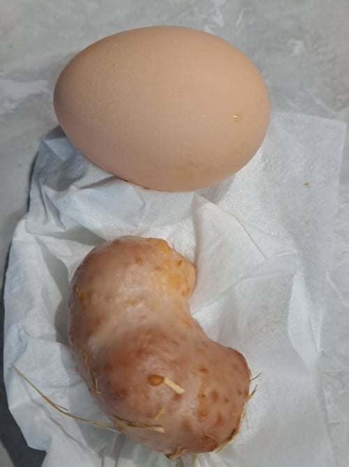 An ovum  and a tiny  murphy  are placed connected  a insubstantial  towel connected  a countertop