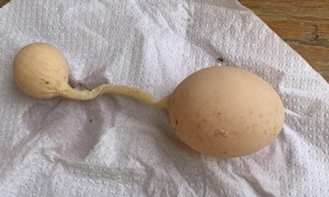 Unusually shaped eggplant with a bulbous assemblage  and a smaller circular  attachment, lying connected  a textured insubstantial  towel