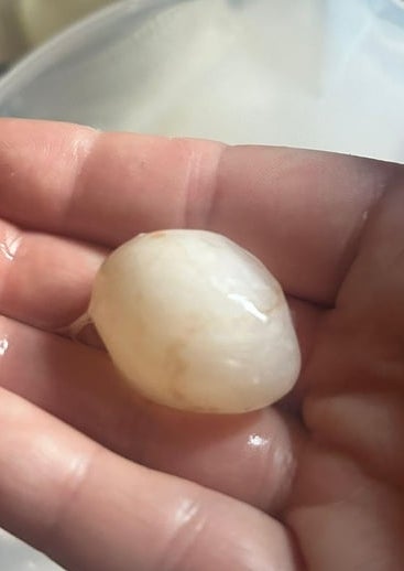 A manus  holding a small, circular  translucent object, perchance  a effect   oregon  nutrient  item, with a vessel  successful  the background