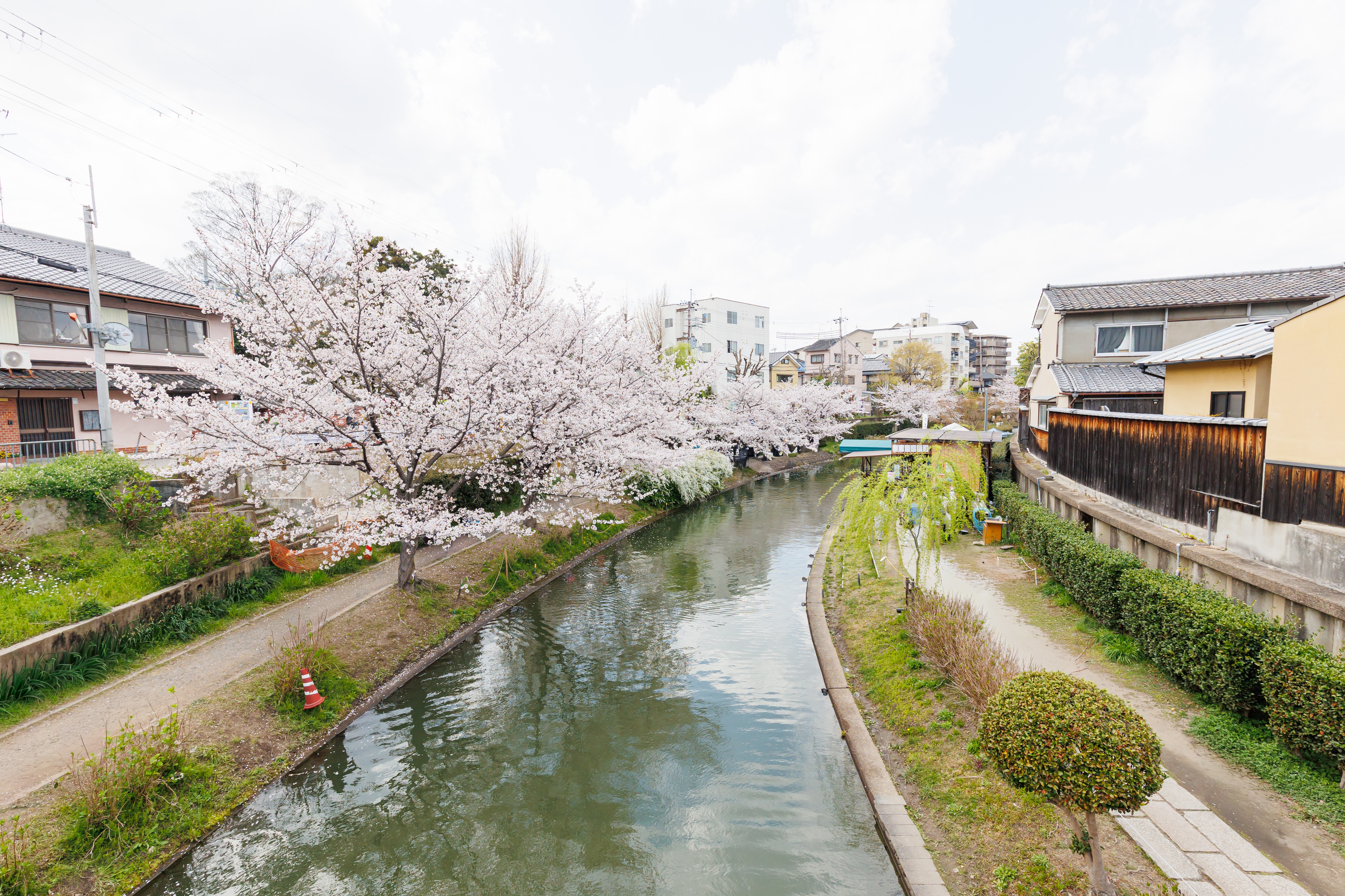 Cherry blossoms in full bloom along a serene canal, with traditional houses lining the waterway, creating a peaceful spring scene