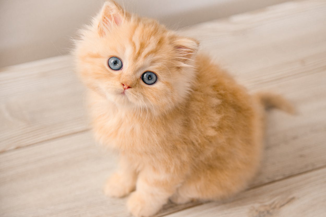 ふわふわした子猫が床に座って上を見上げている。