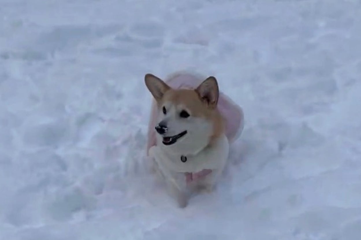 雪遊びでとても楽しそうなはなちゃん／飼い主さんのX（@hana11020）より