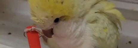 お水を見つめるオキナインコの白菜ちゃん（スマトラオオコンニャクと白菜さんのXアカウントより）