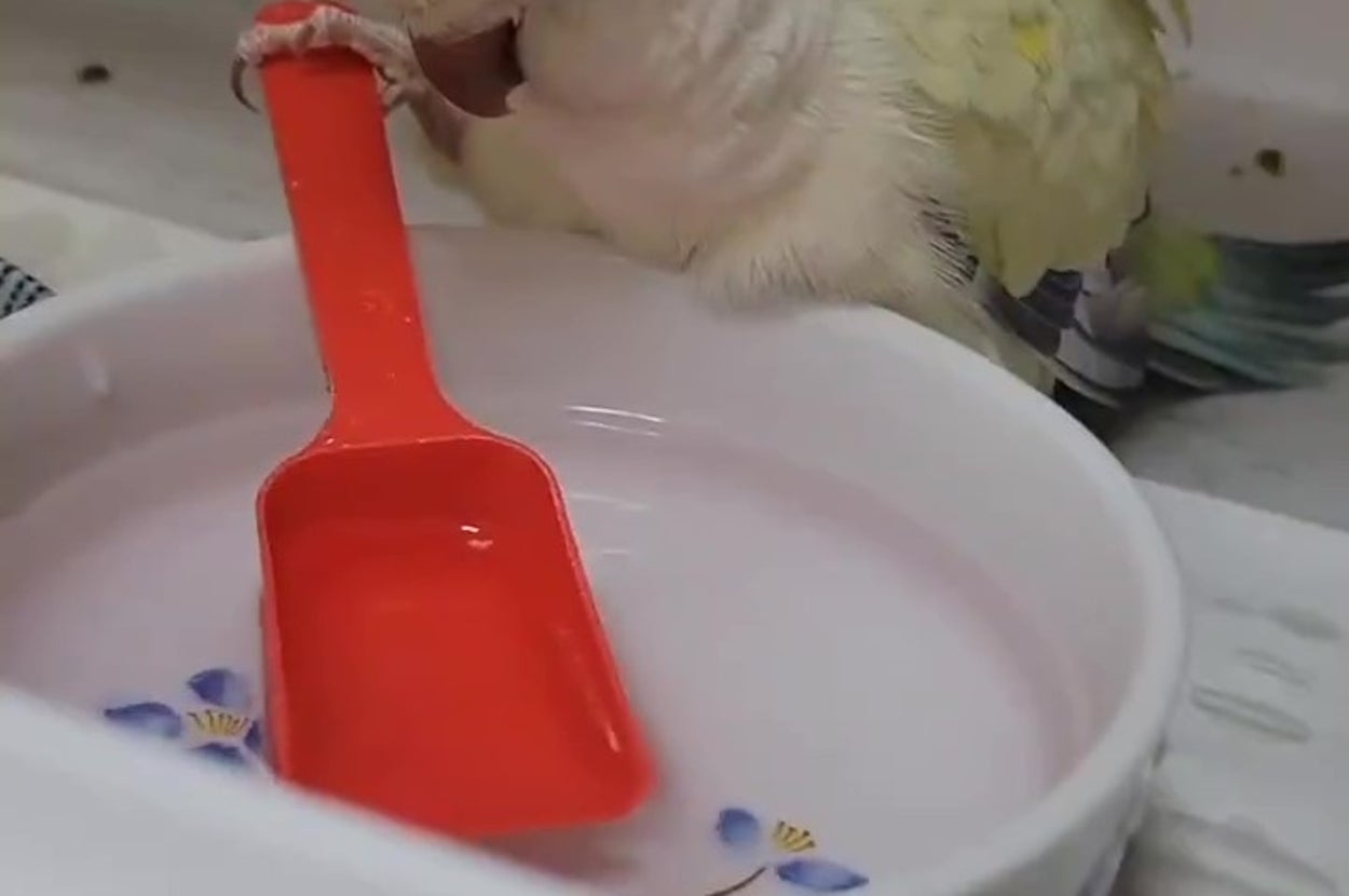 お水を見つめるオキナインコの白菜ちゃん（スマトラオオコンニャクと白菜さんのXアカウントより）