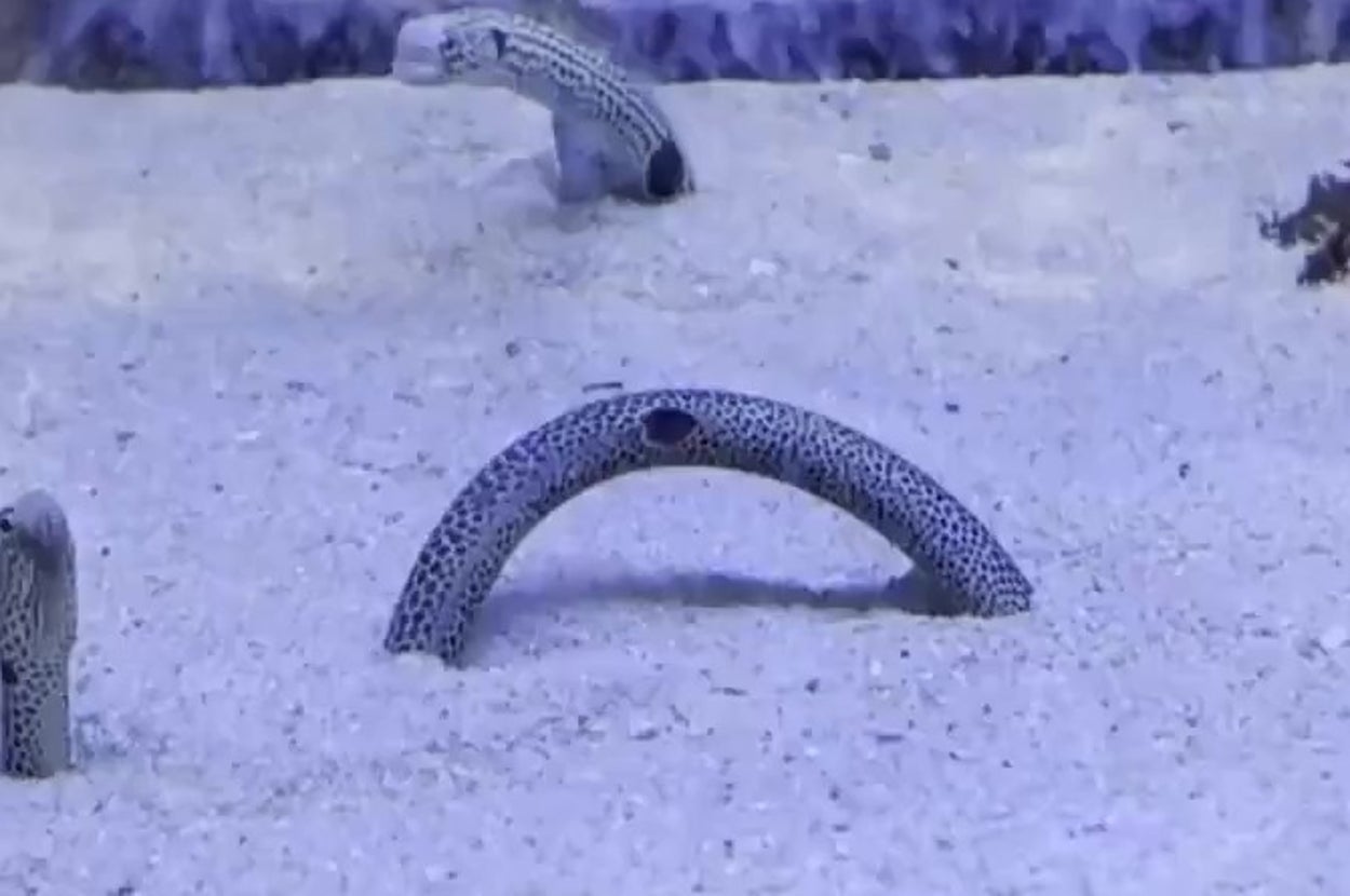 チンアナゴのアーチ（【公式】鳥取県立とっとり賀露かにっこ館?のXアカウント）