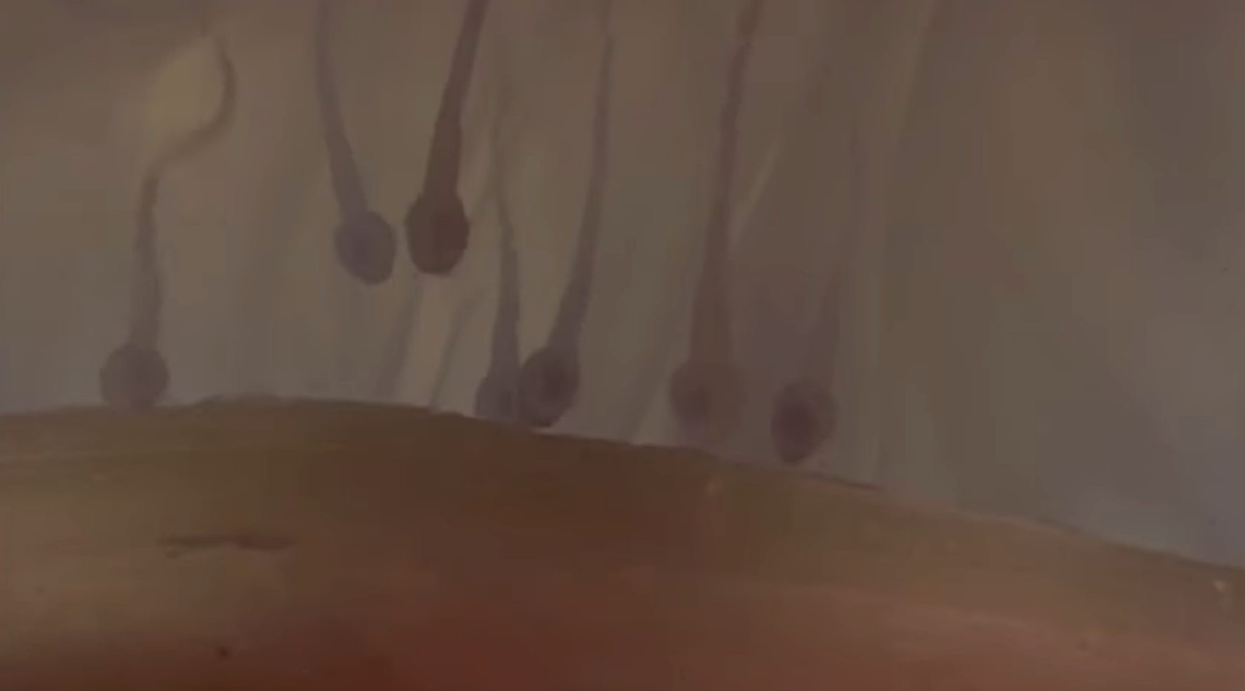 Sperm swimming towards an egg, depicted in an animation style likely representing a scene from a television or movie educational segment