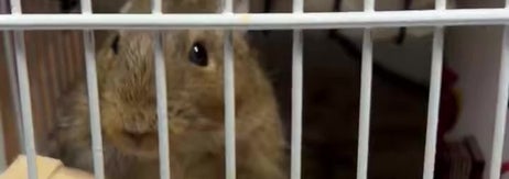 かじり木で遊ぶデグー「でぐち」くん（あれの（デグー飼い）さんのXアカウント）