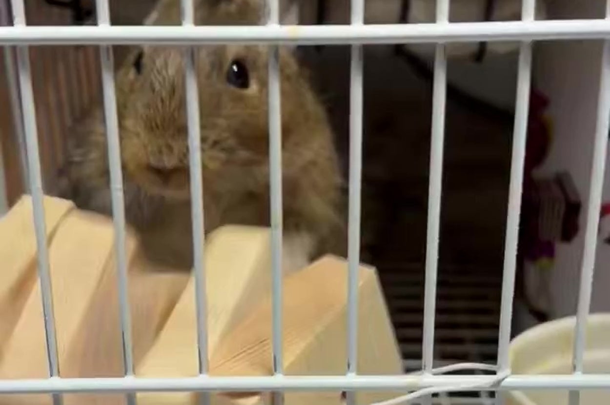 かじり木で遊ぶデグー「でぐち」くん（あれの（デグー飼い）さんのXアカウント）