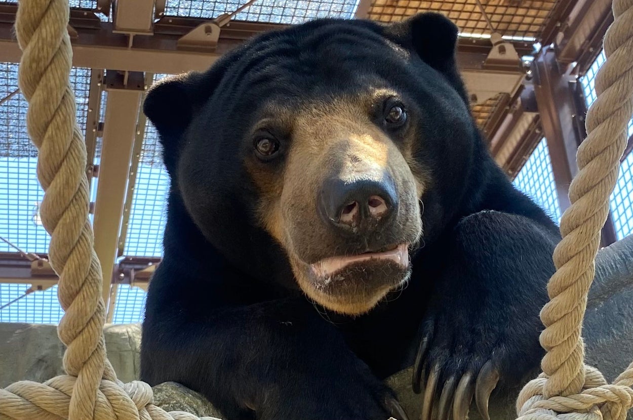 マレーグマのウメキチ / 周南市徳山動物園（@TOKUYAMA_ZOO）のXより